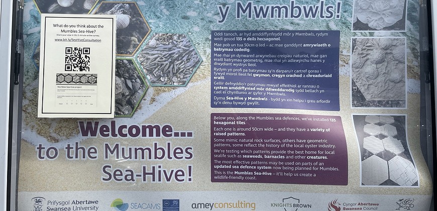 
            Mumbles Sea Hive Project