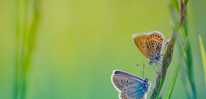 
                    Mumbles Wild Verge Project & Campaign