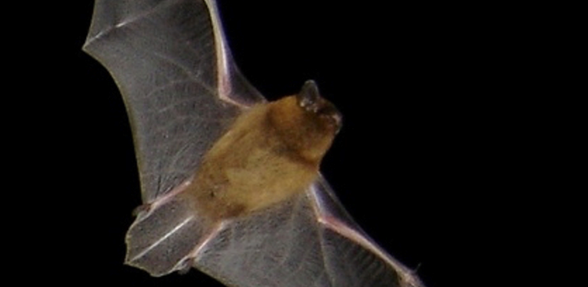 
            Bat Walk and Identification Class