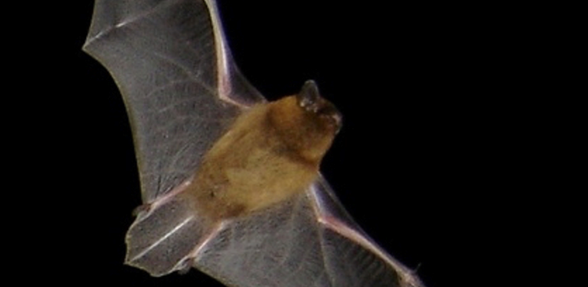 
                    Bat Walk and Identification Class